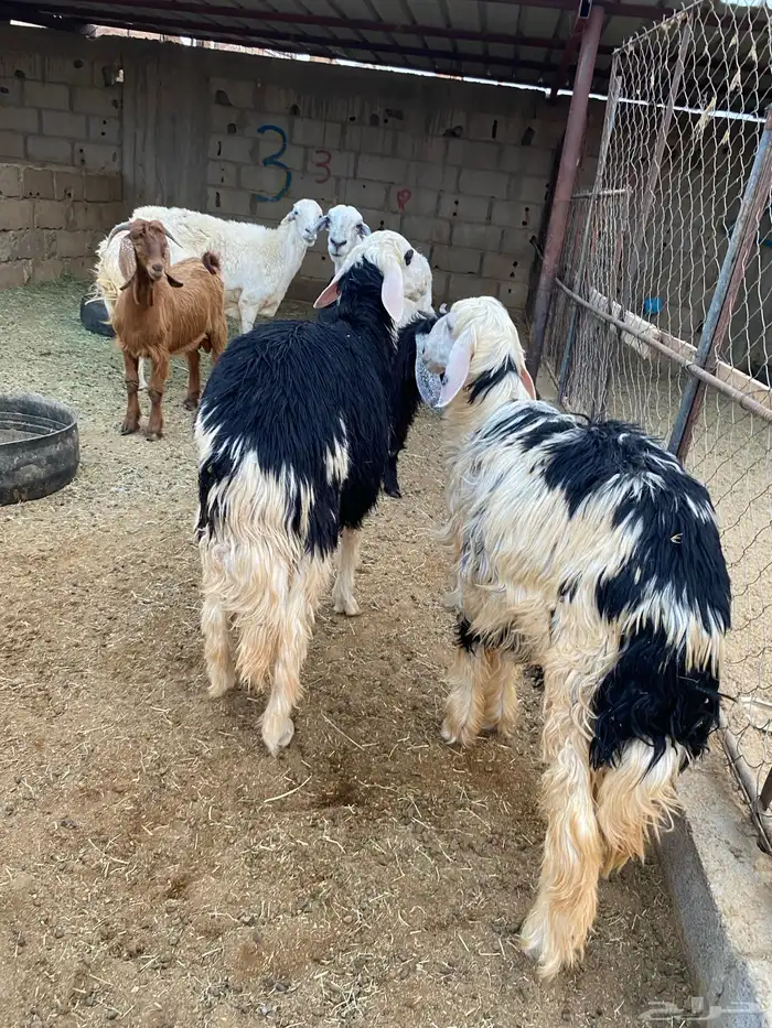 تيوس وخرفان للبيع 0