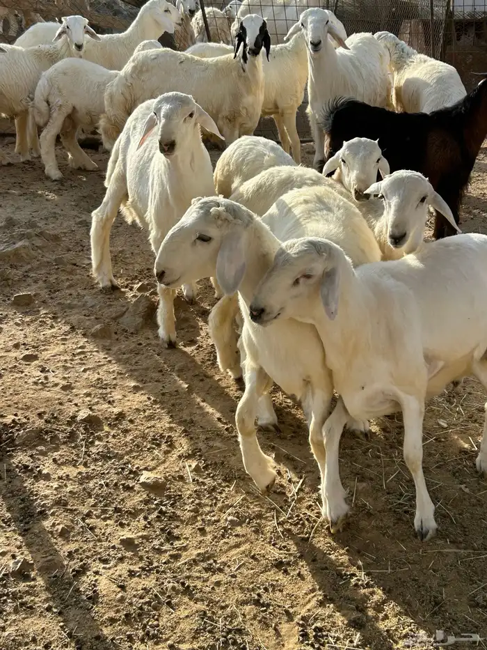 طليان ورخال حرية 2