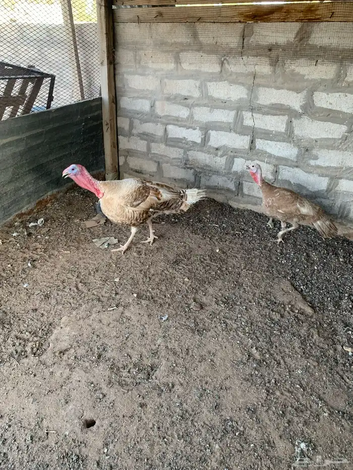 دجاج رومي 1