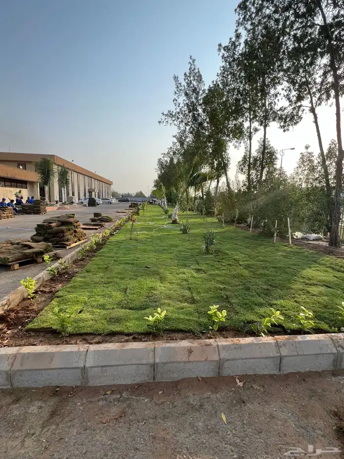 نجيله عشب طبيعي و زراعة وحدائق 36