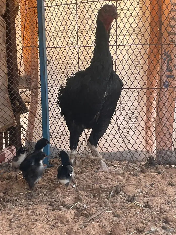 دجاج باكستاني لامع 3