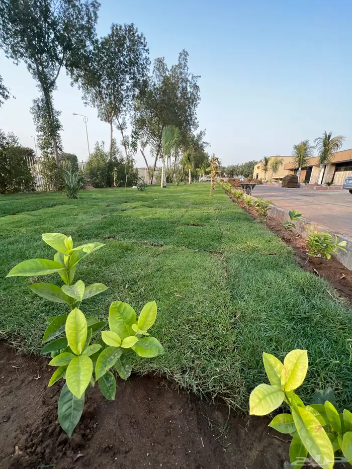 نجيله عشب طبيعي و زراعة وحدائق 37