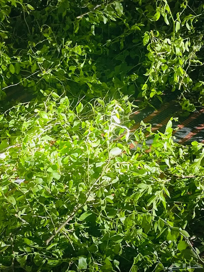 السدر البلدي من تهامه 9
