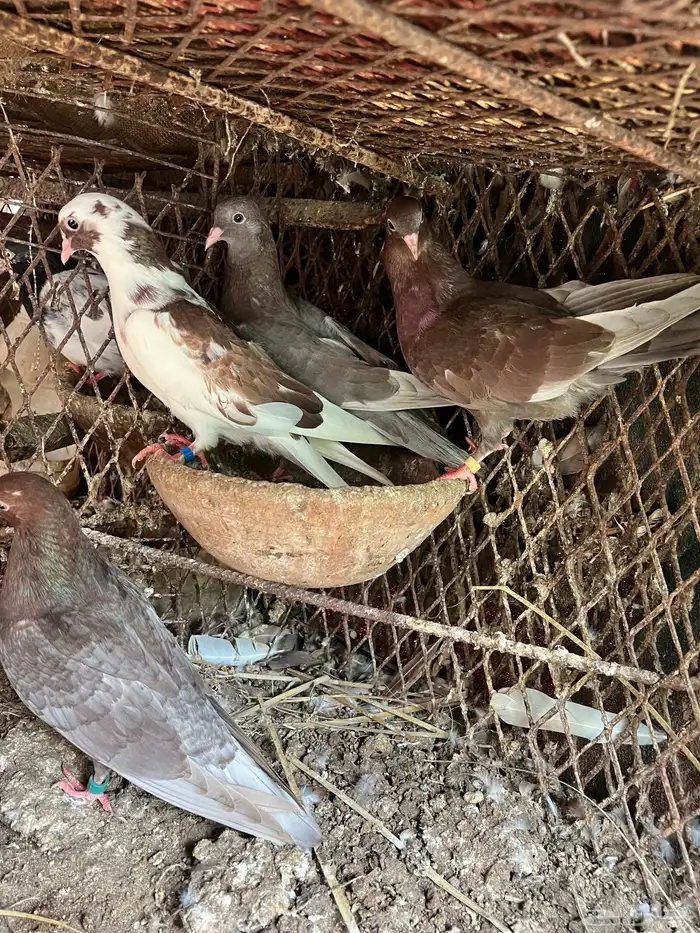 حمام قطايف 0