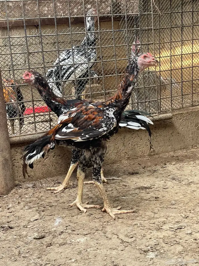 للبيع ديوك سندي 3