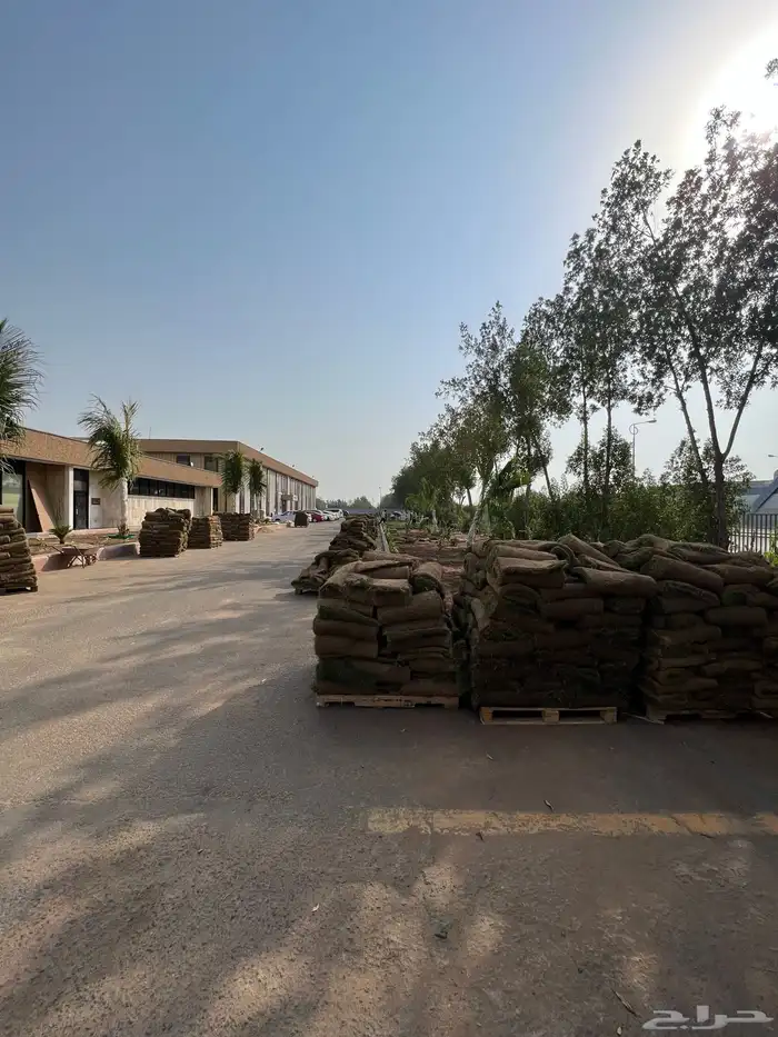 نجيله عشب طبيعي و زراعة وحدائق 35