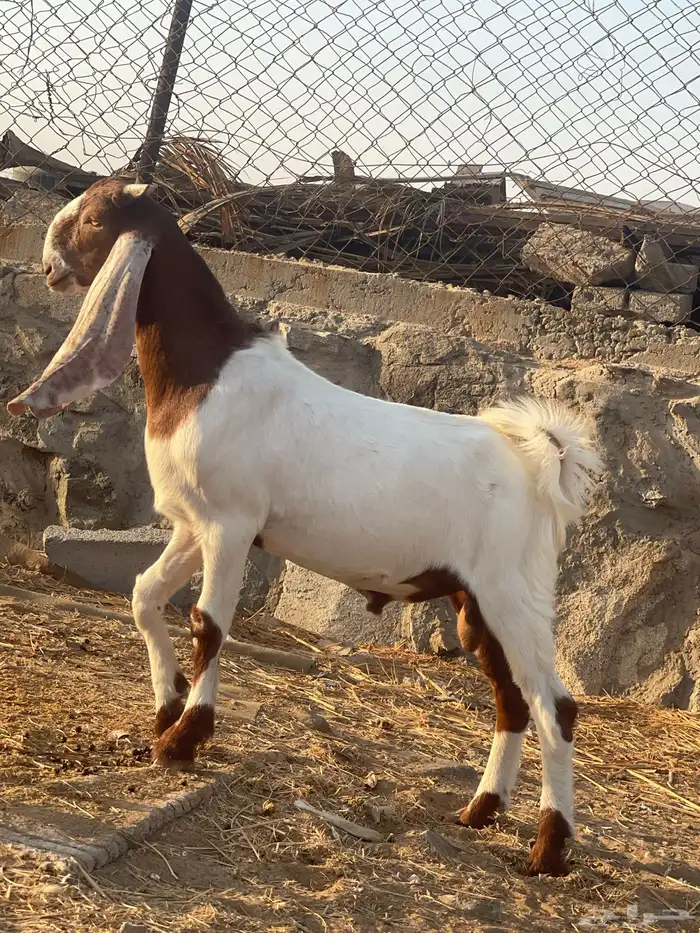 مشروع فحل تيس هولندي 0