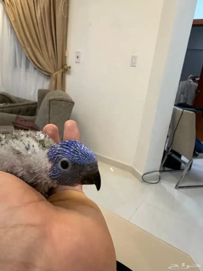 لوري فرخ رد كولارد 0