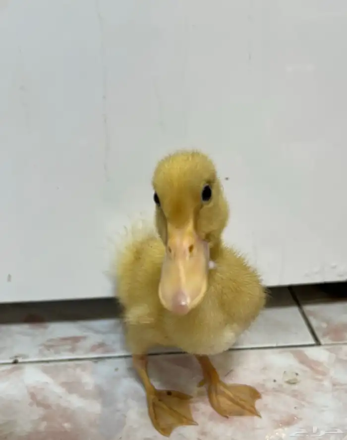 للبيع بط بكيني 2