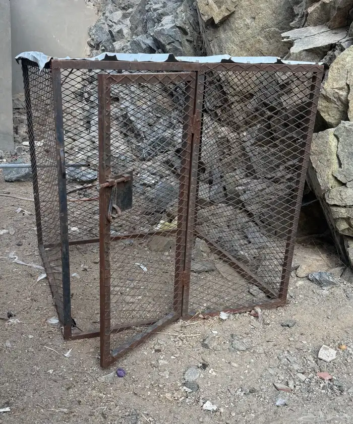 دجاج بلدي 0