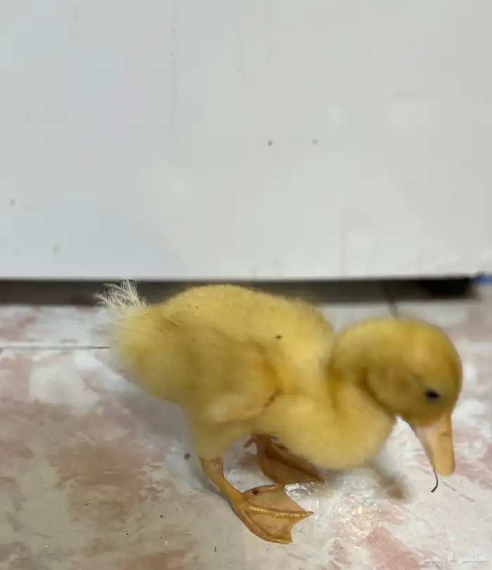 للبيع بط بكيني 4