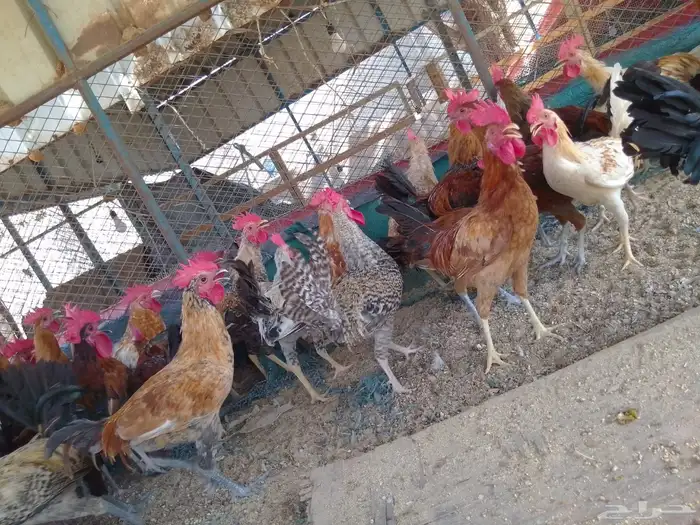 ديوك بلدي للبيع عمر 6 شهور العدد 80 11