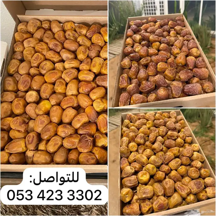 تمر سكري جالكسي ومفتل ورطب ا( من المزرعة مباشرة) 2