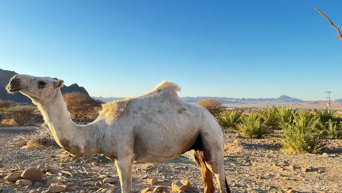 ناقه للبيع 0