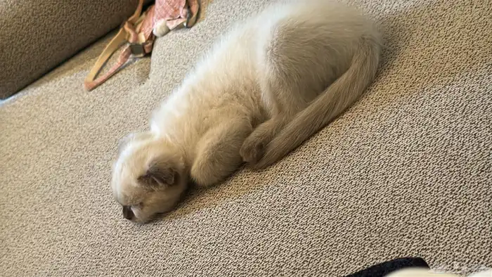 قطه هملايا وولدها 2