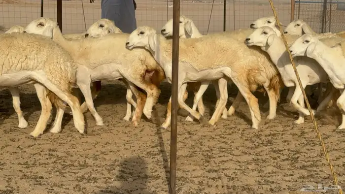 رخال حريات حرش صنف مضاريع عددها 27 13