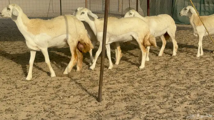 رخال حريات حرش صنف مضاريع عددها 27 20
