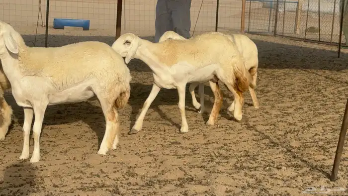 رخال حريات حرش صنف مضاريع عددها 27 14