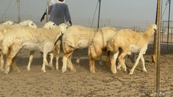 رخال حريات حرش صنف مضاريع عددها 27 11