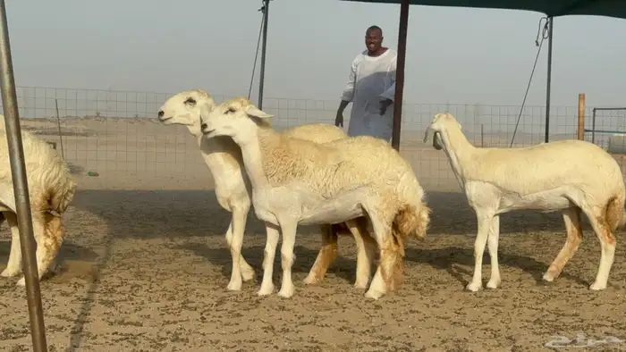 رخال حريات حرش صنف مضاريع عددها 27 0