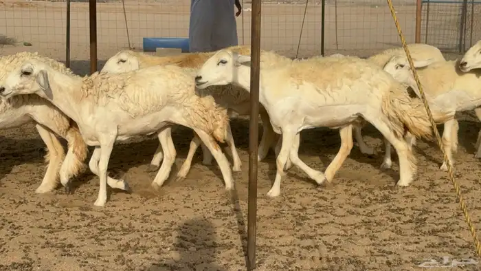 رخال حريات حرش صنف مضاريع عددها 27 12