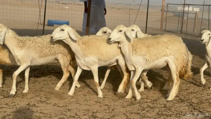 رخال حريات حرش صنف مضاريع عددها 27 8