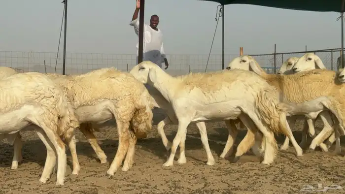 رخال حريات حرش صنف مضاريع عددها 27 5