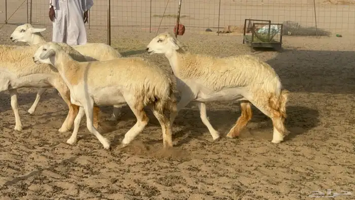 رخال حريات حرش صنف مضاريع عددها 27 19