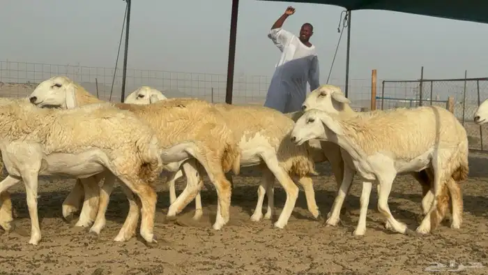 رخال حريات حرش صنف مضاريع عددها 27 6
