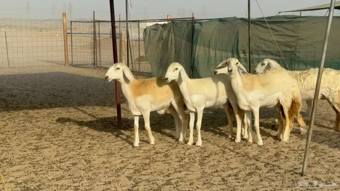 رخال حريات حرش صنف مضاريع عددها 27 2