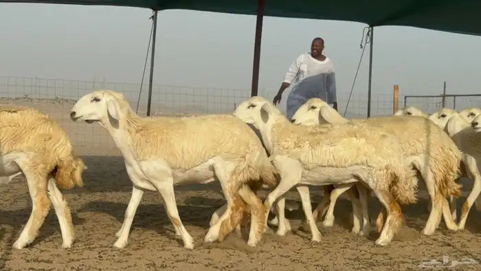 رخال حريات حرش صنف مضاريع عددها 27 1