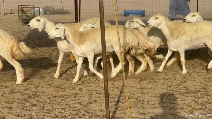 رخال حريات حرش صنف مضاريع عددها 27 22