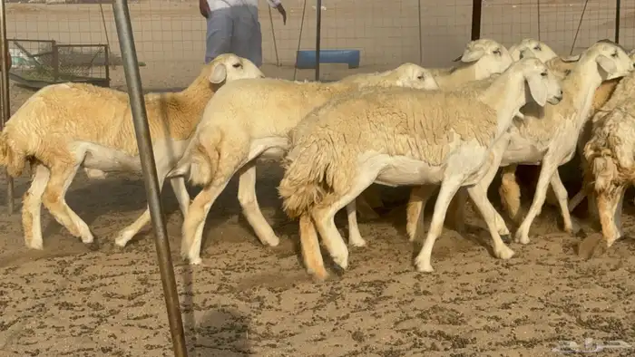 رخال حريات حرش صنف مضاريع عددها 27 15