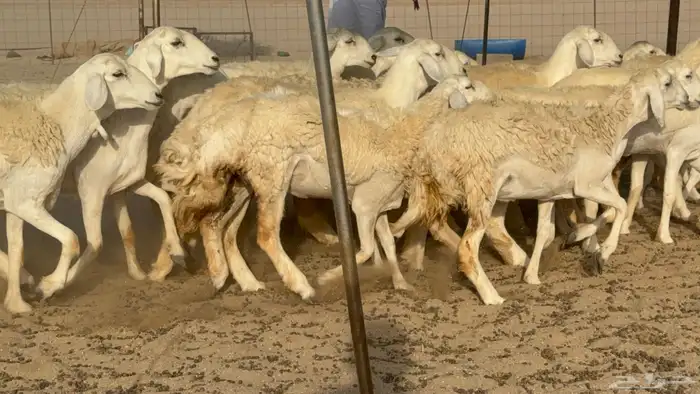 رخال حريات حرش صنف مضاريع عددها 27 17