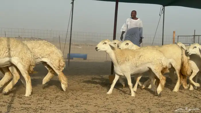 رخال حريات حرش صنف مضاريع عددها 27 7