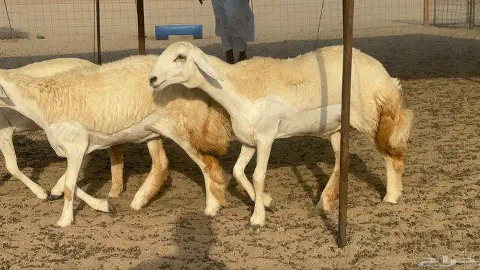رخال حريات حرش صنف مضاريع عددها 27 3