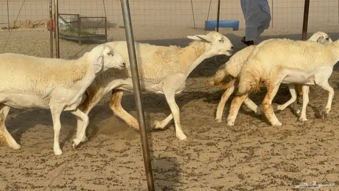 رخال حريات حرش صنف مضاريع عددها 27 16