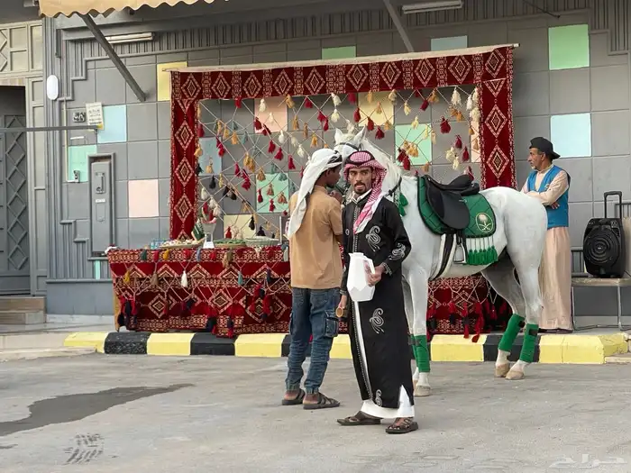 تاجير خيام والجلسات يوم الوطني وفرقه وحصان وجمال يوم الوطني 11