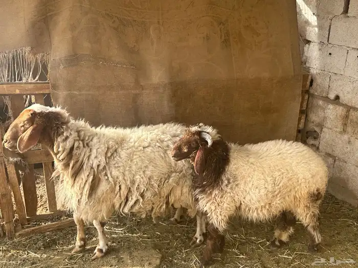 خروف ونعجه والد معه خروف كبير وخروف سواكن 4