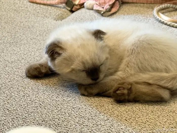 قطه هملايا وولدها 1