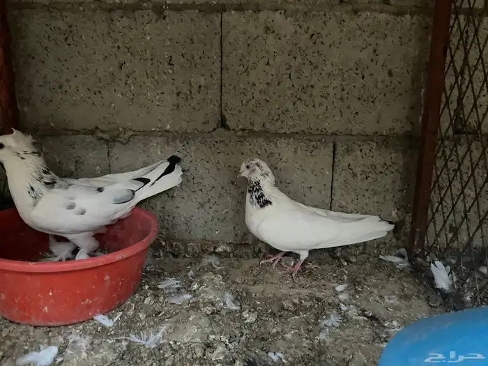 حمام شماعي 1