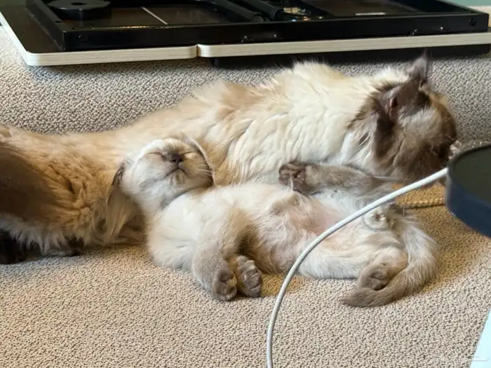 قطه هملايا وولدها 0