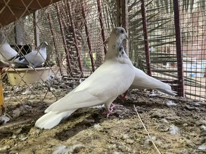 حمام شماعي 2