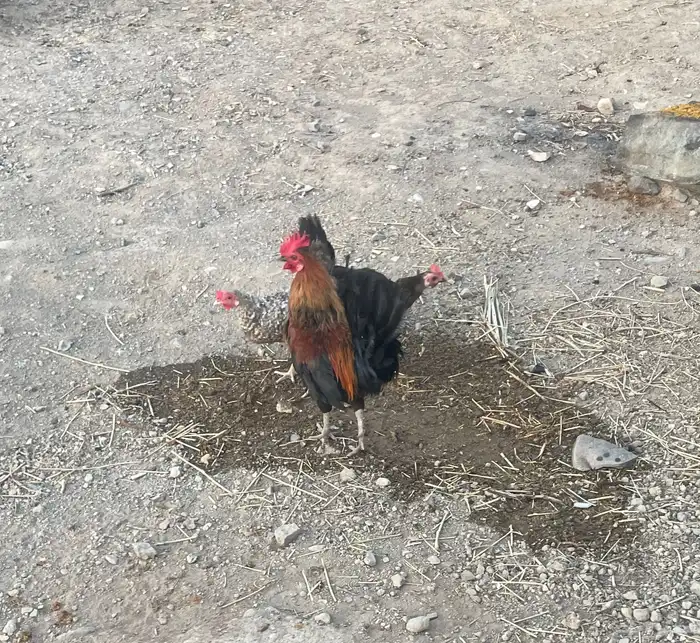 ديك ودجاج للبيع 0