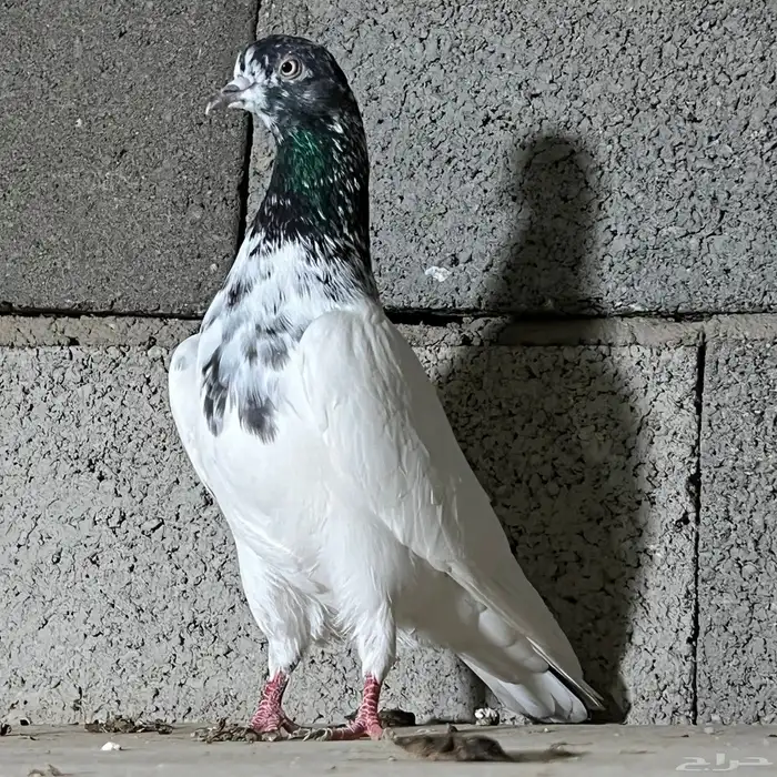 حمام باكستاني تم البيع 0