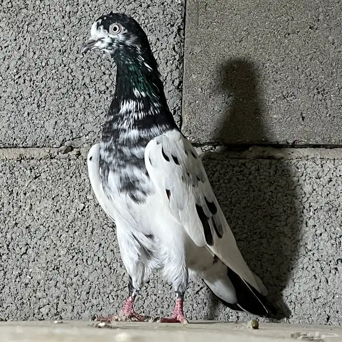 حمام باكستاني تم البيع 1