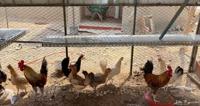 دجاج بلدي 1