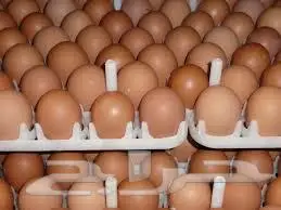 Fertile Eggs   3 SAR Each 2