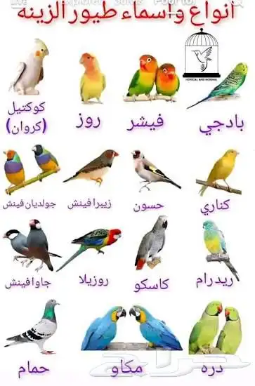 اي طيور لتبني تواصل معاي 0