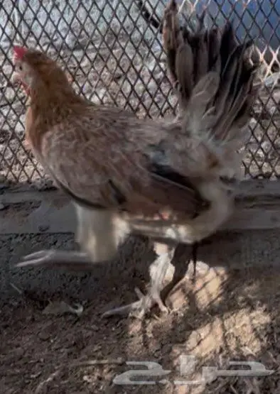 عربي ترثه ديك ودجاجه 2